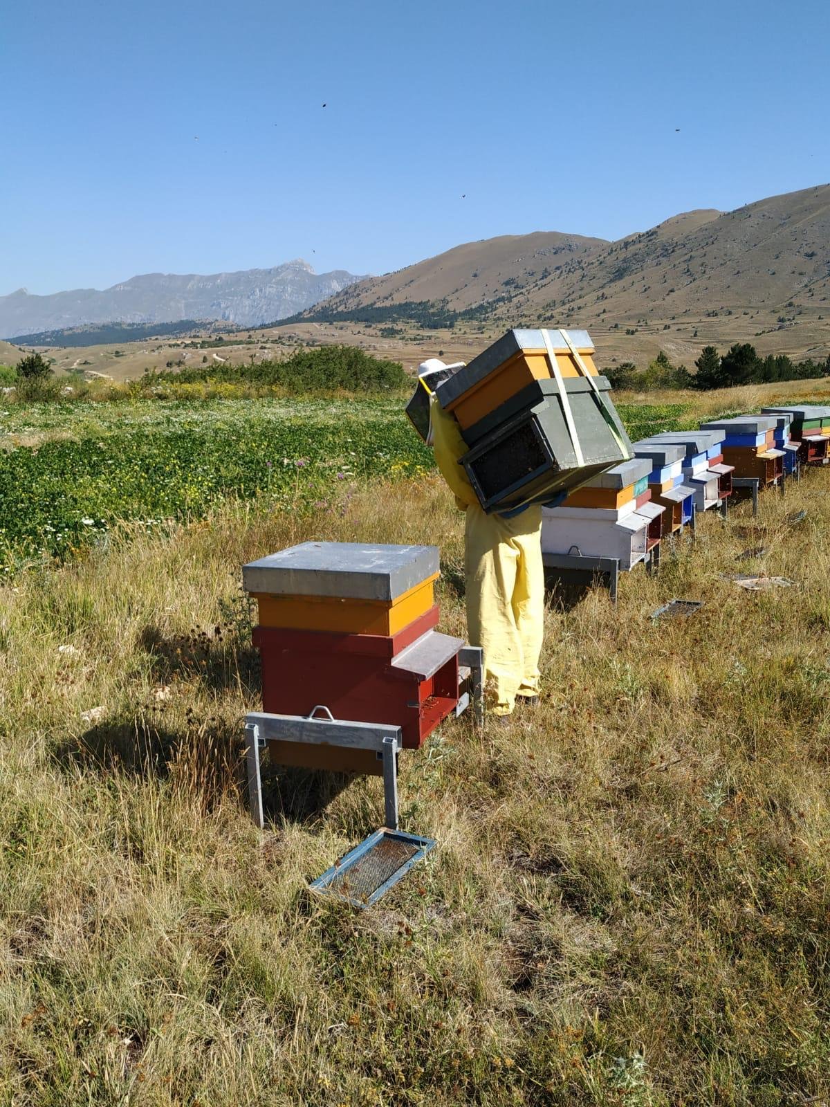 apiari montagna 2