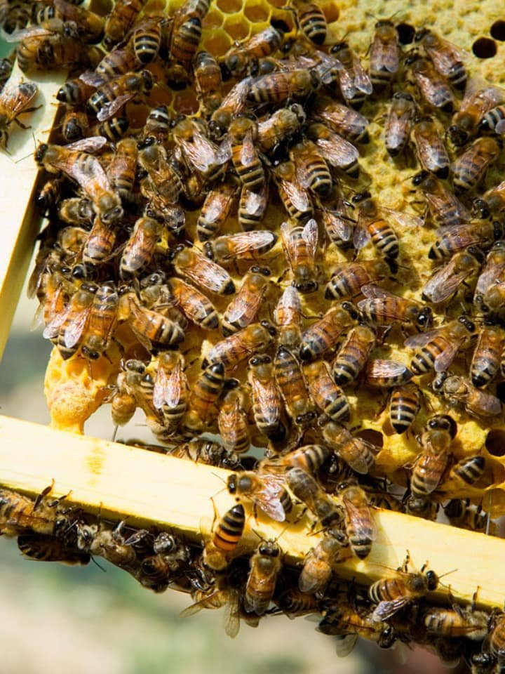swarm